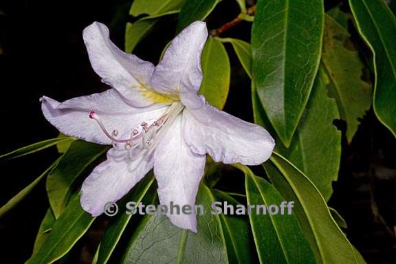 rhododendron latoucheae 4 graphic